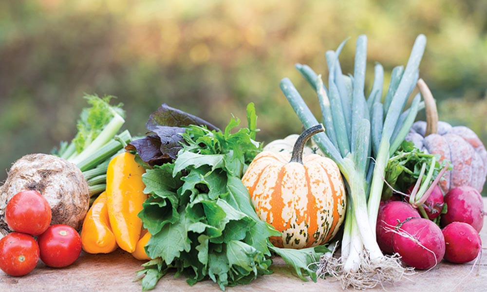 5 Easy Vegetables to Grow in Your Florida Garden Florida Farm & Family