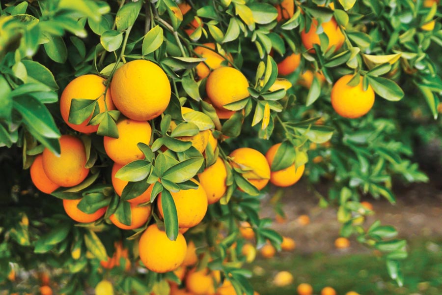citrus groves