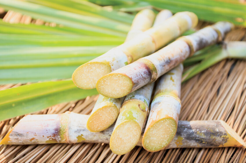 sugar cane facts