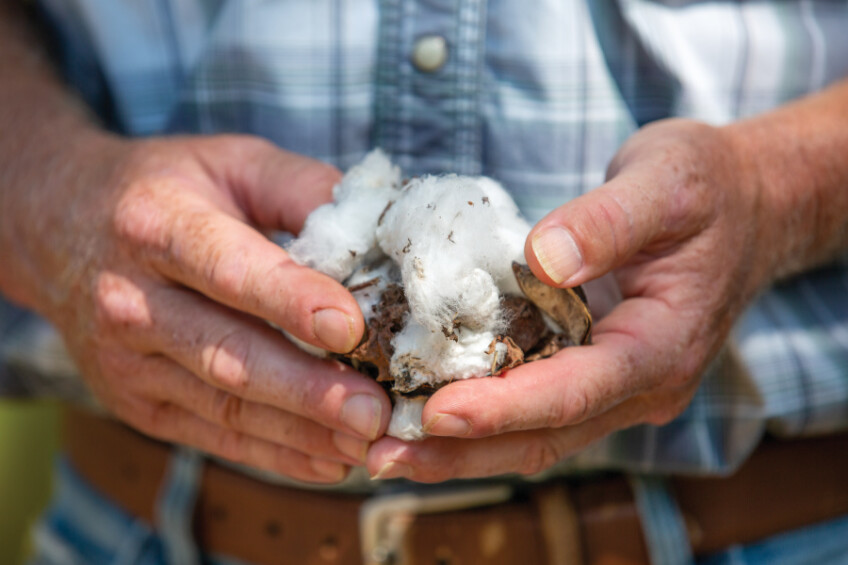 Upclose of David Defelix's hands holding cotton