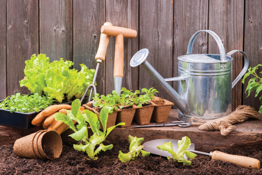 Seedlings of lettuce with gardening tools outside a potting shed