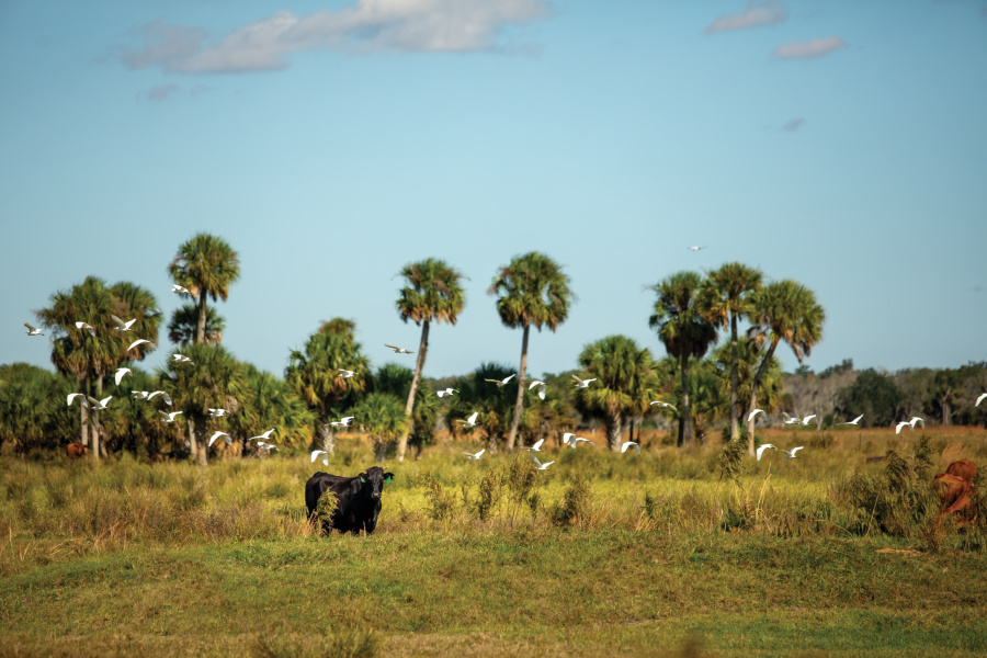 Strickland Ranch with palm trees and cattle