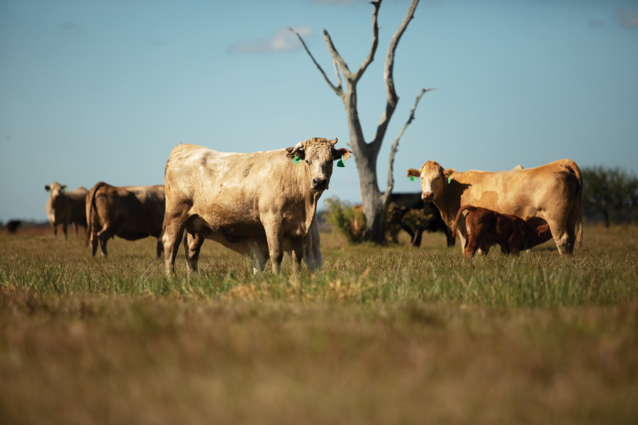 Cattle at Strickland Ranch