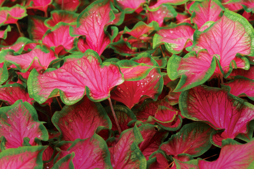 Caladiums with a dark pink center and green outline