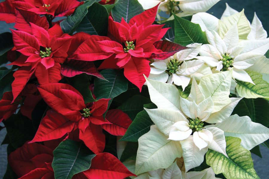Red and white poinsettias