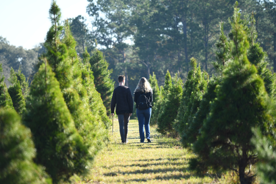 Couple walks through Christmas trees