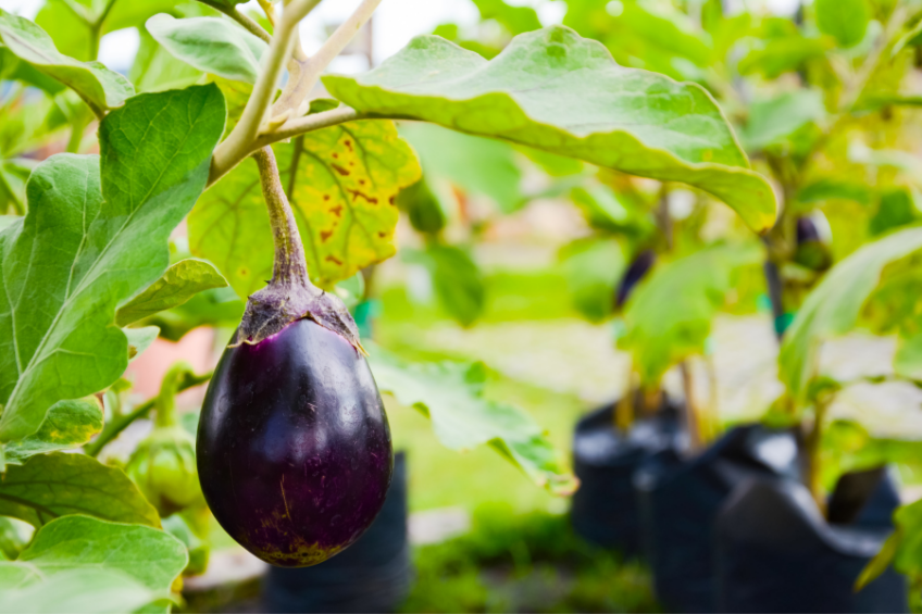 Eggplants growing