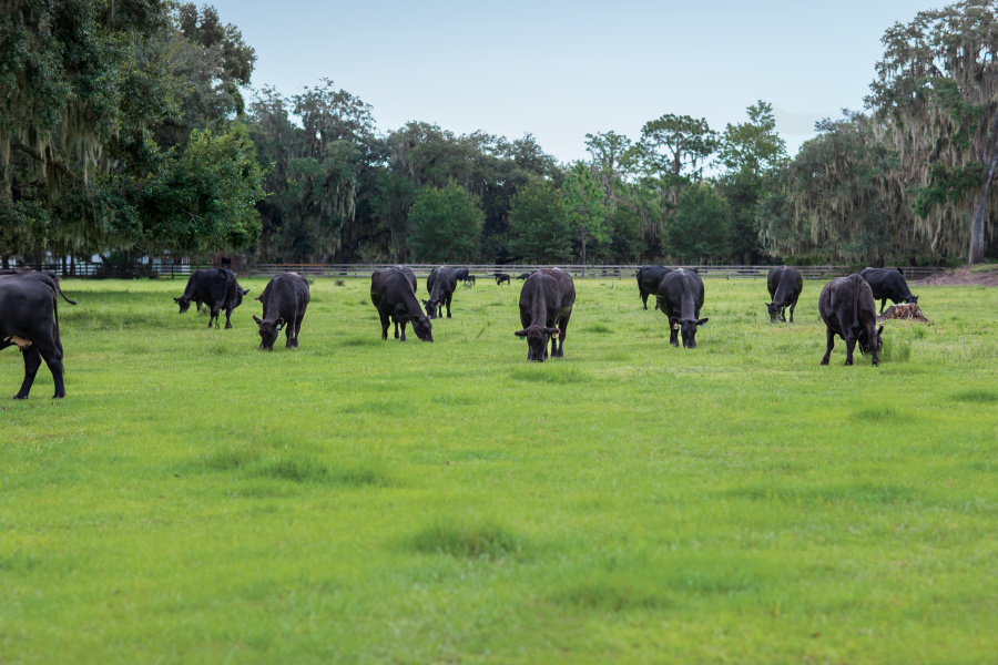 Black Angus grazing at Big Timber Cattle Company