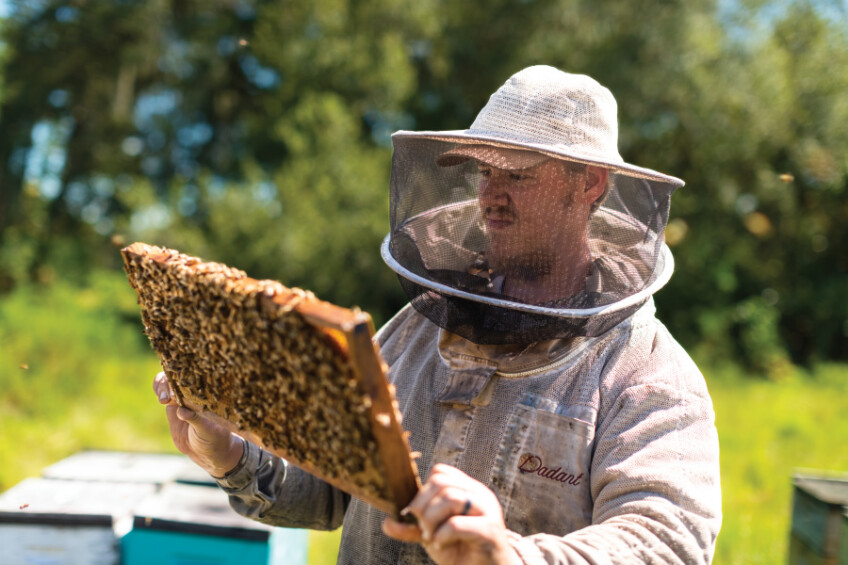 Josh Ruby looks at bees on a frame out of a hive