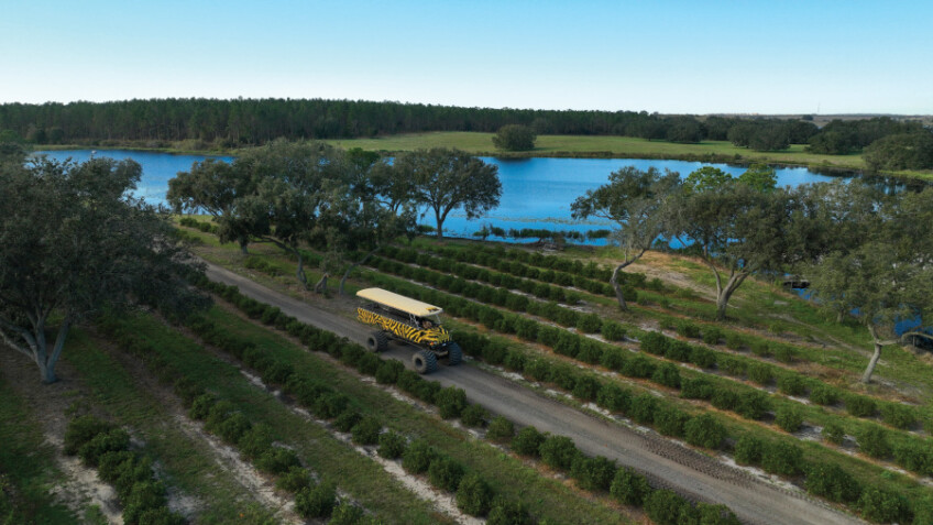 Drone view of a 4x4 yellow-andblack- striped monster truck touring through the citrus groves at Showcase of Citrus