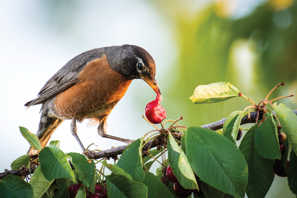 Robin eating a berry off a tree